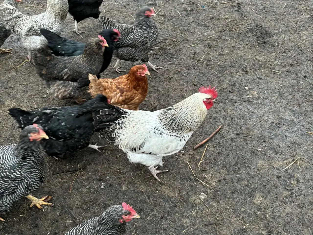 Billede 3 - Overskuds haner
