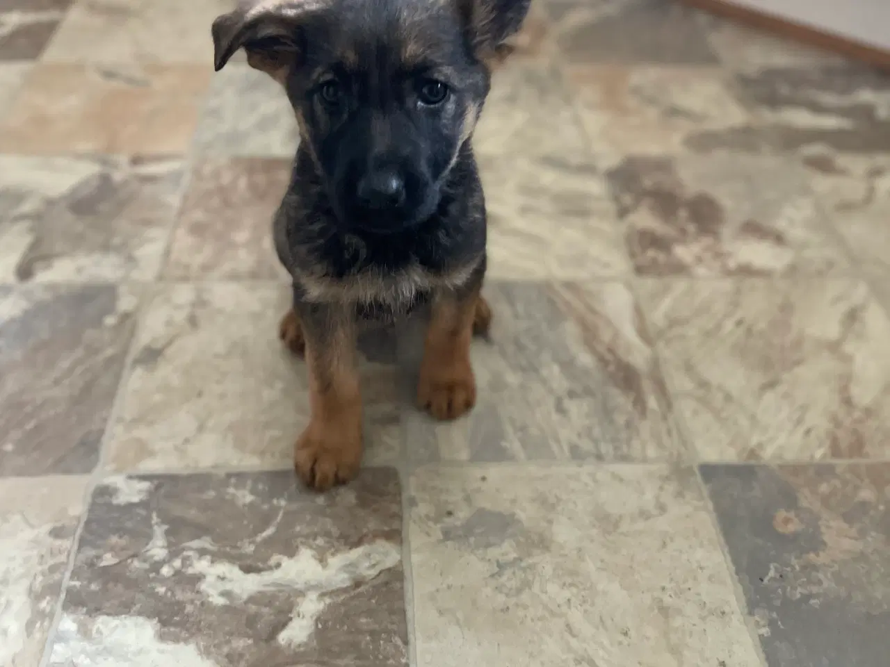 Billede 2 - Schæfer hvalpe