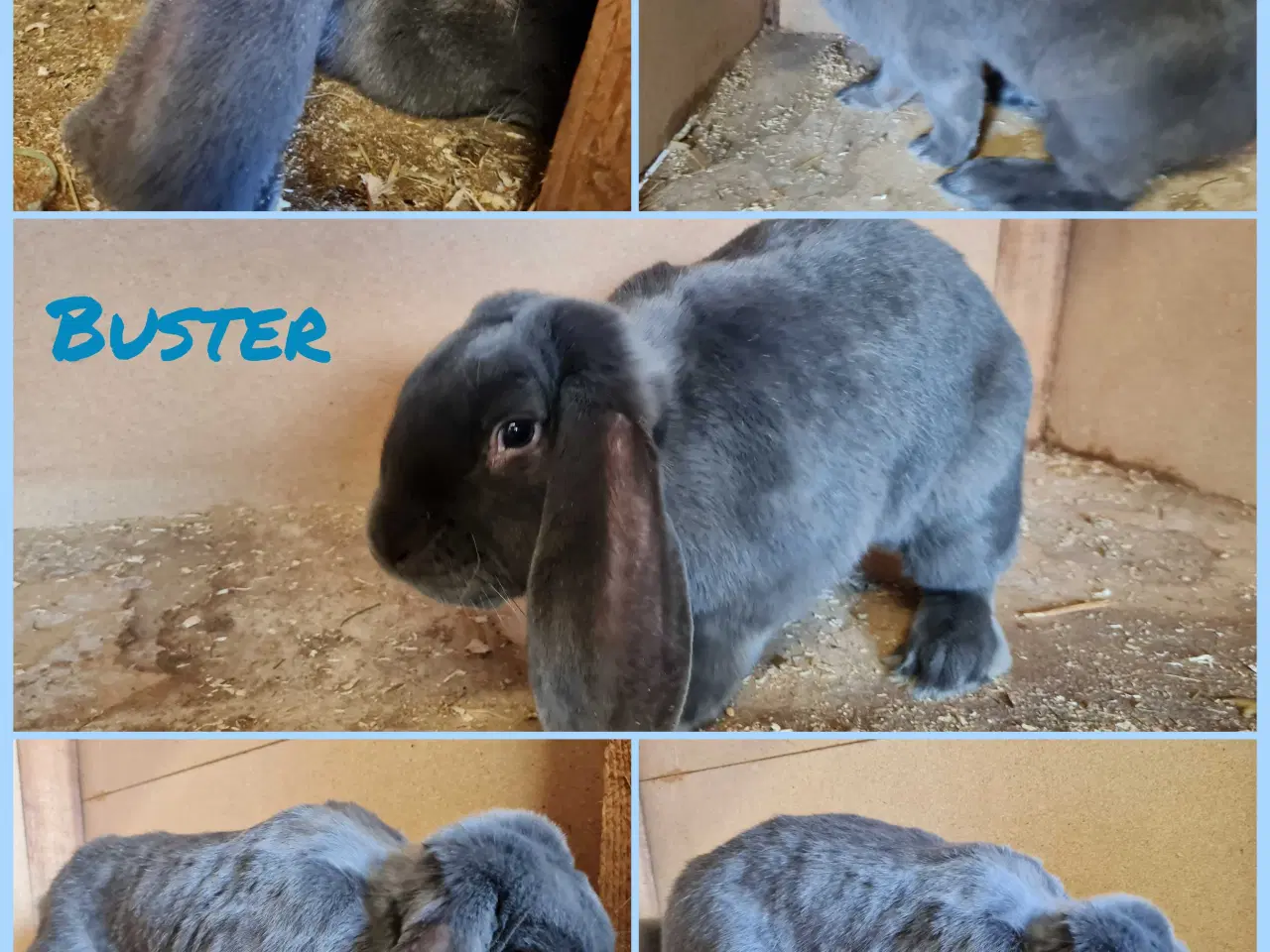 Billede 1 - Franske væddere søger nye hjem 🐰