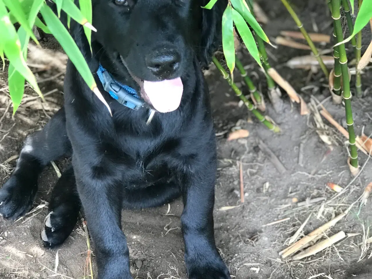 Billede 2 - Labradoodle  hvalpe en skøn familie hund.