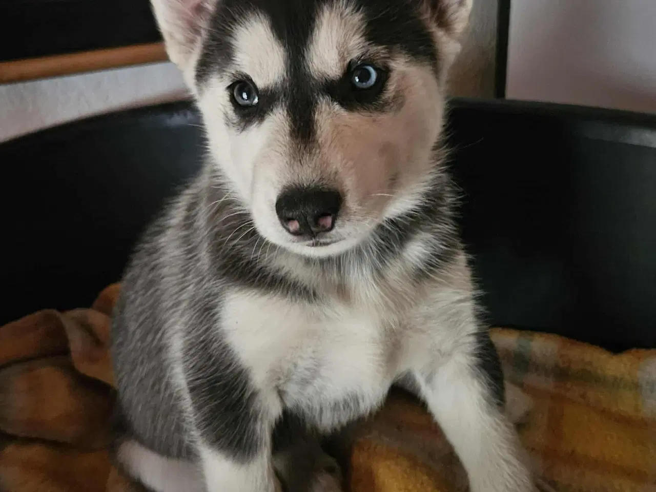 Billede 3 - 8 stk rene Siberian Husky  hvalpe