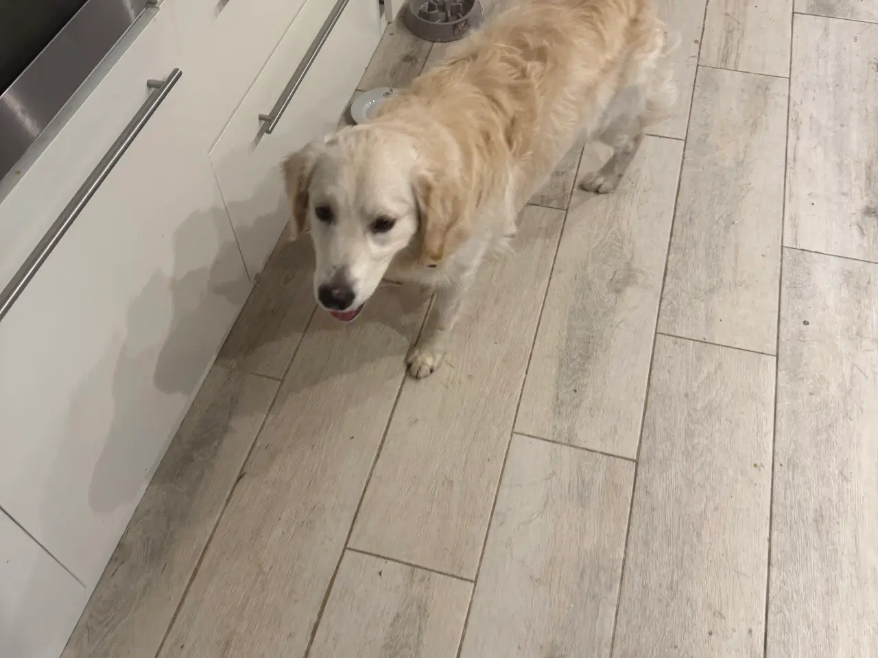 Billede 2 - Golden retriever 