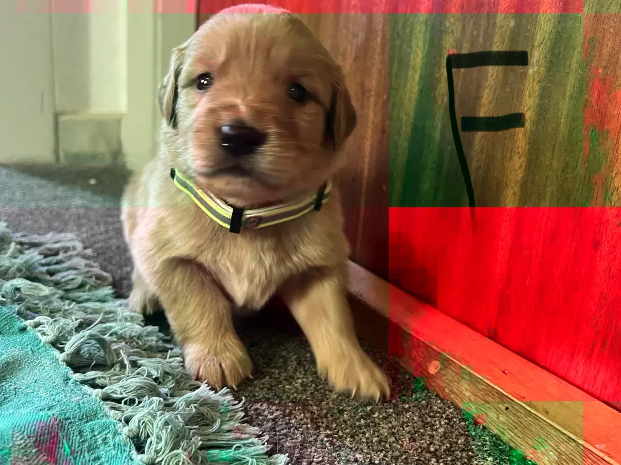 Billede 9 - Vi søger nyt hjem.