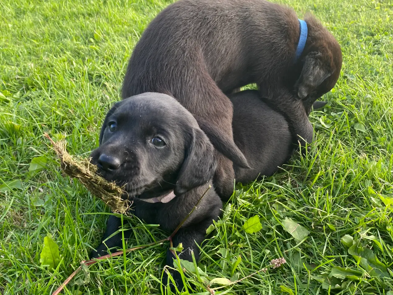 Billede 5 - Labrador