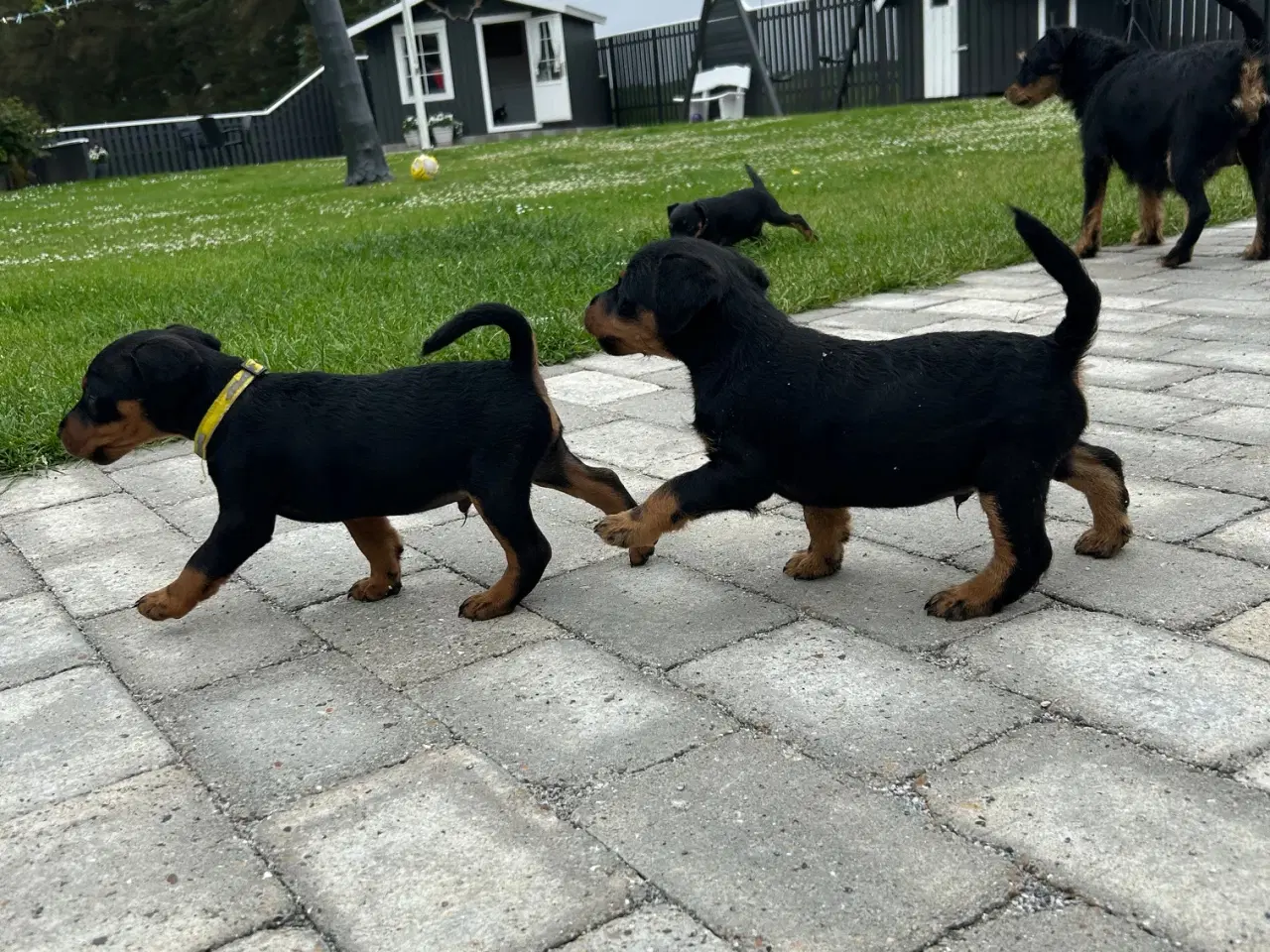 Billede 8 - Tysk jagtterrier hvalpe