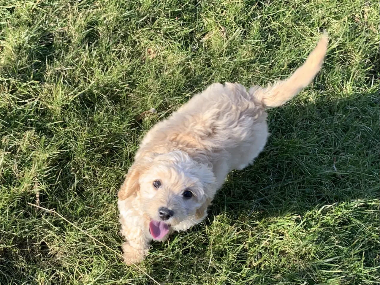 Billede 17 - Amerikansk Cockerpoo F1b pige 