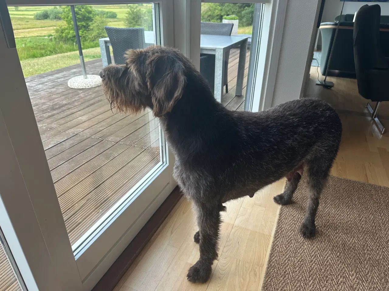 Billede 7 - Ruhår hønsehund hvalpe