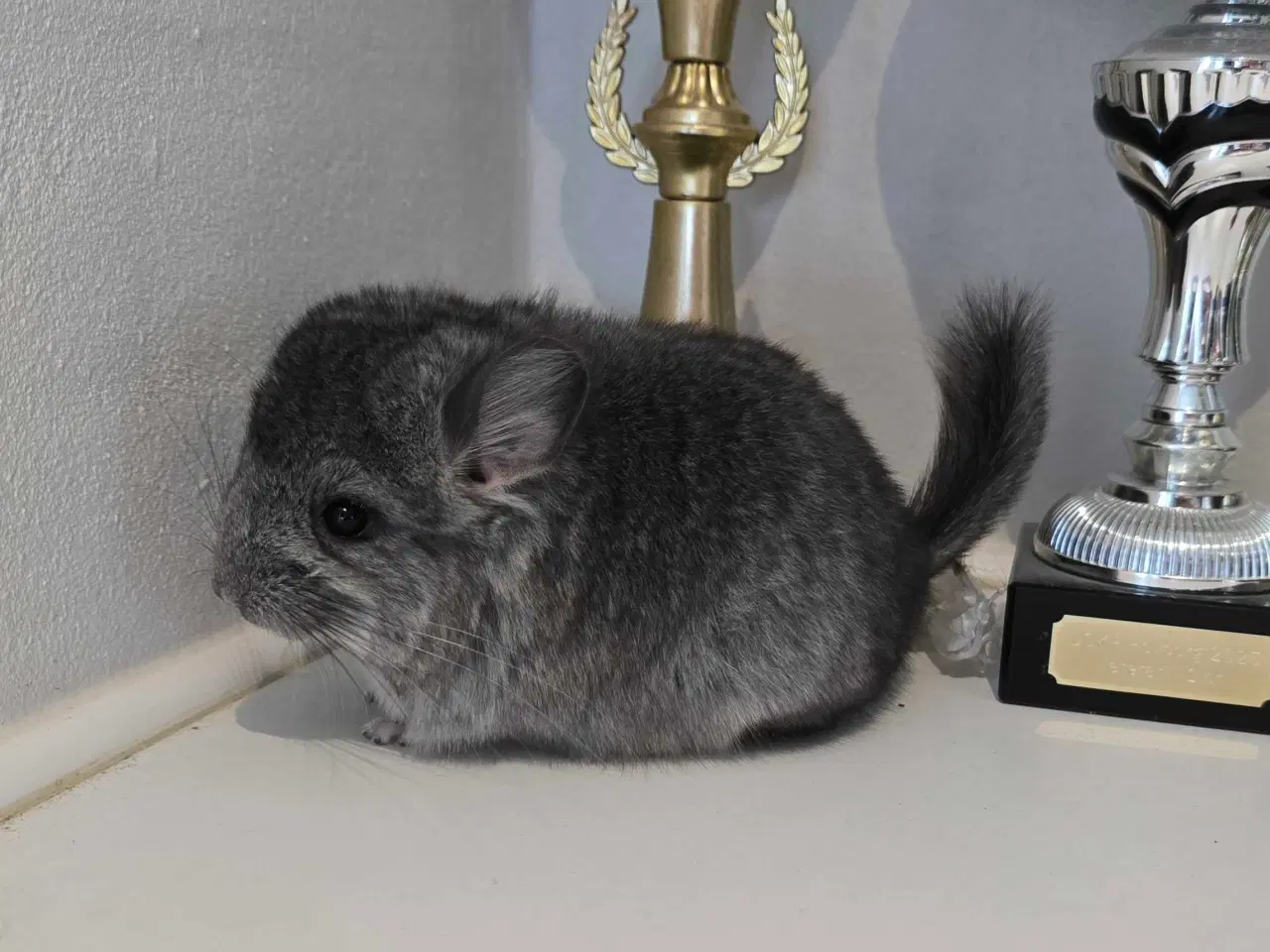 Billede 3 - Chinchilla unge