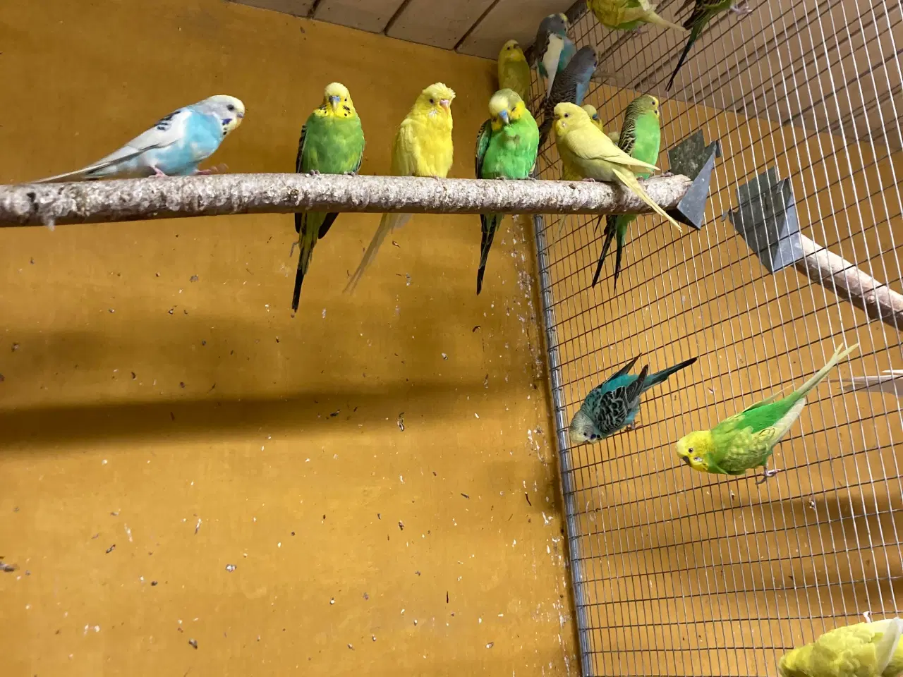 Billede 5 - Flotte fugle ring ☎️ 21632741