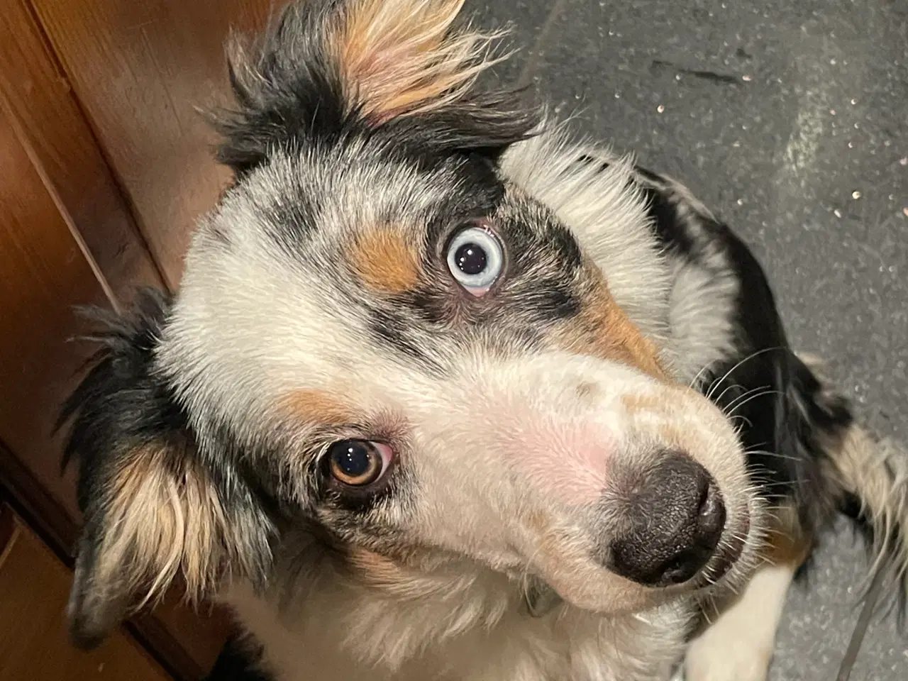 Billede 1 - Border Collie hvalpe 