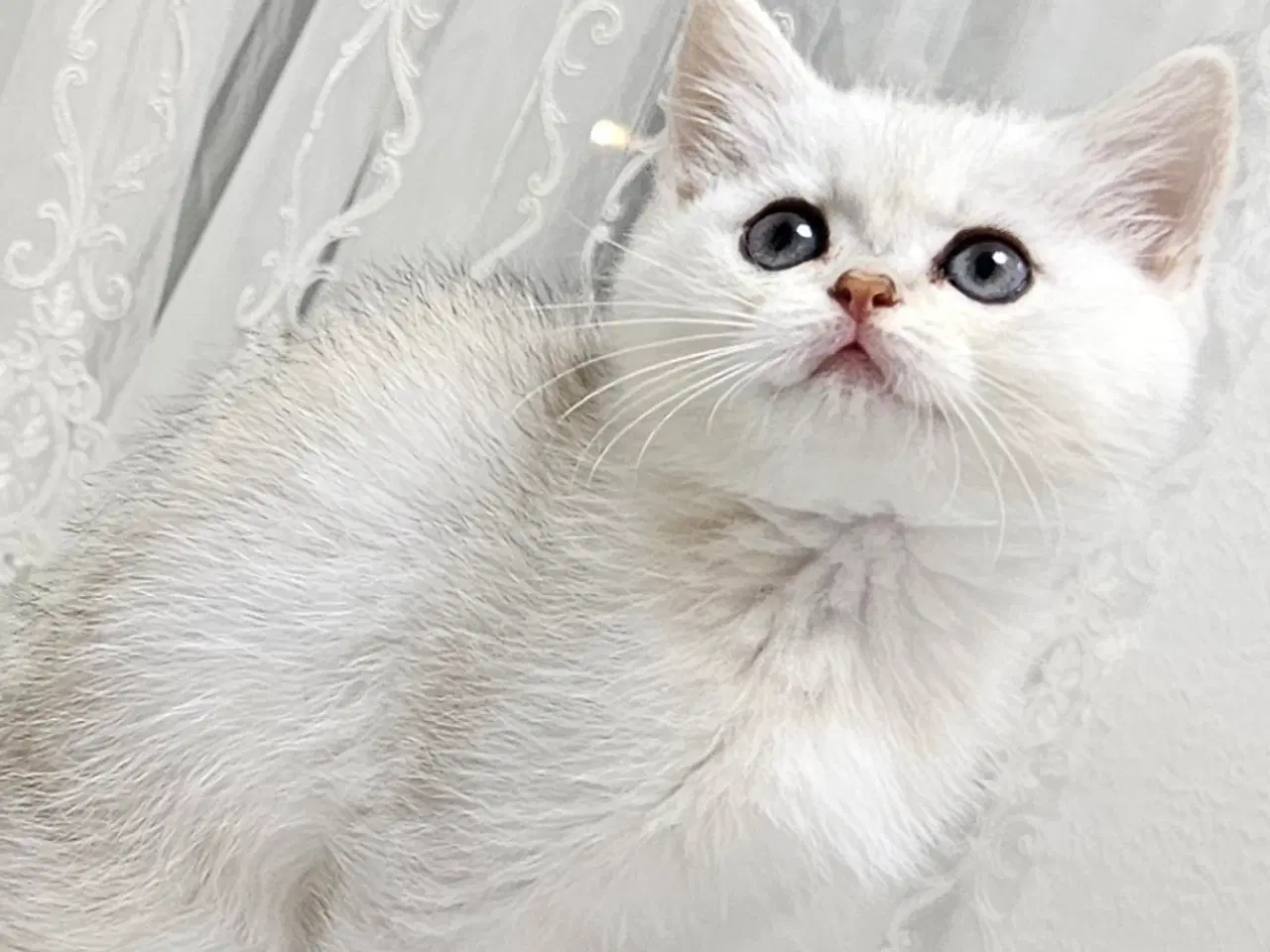 Billede 4 - British shorthair Chinchilla