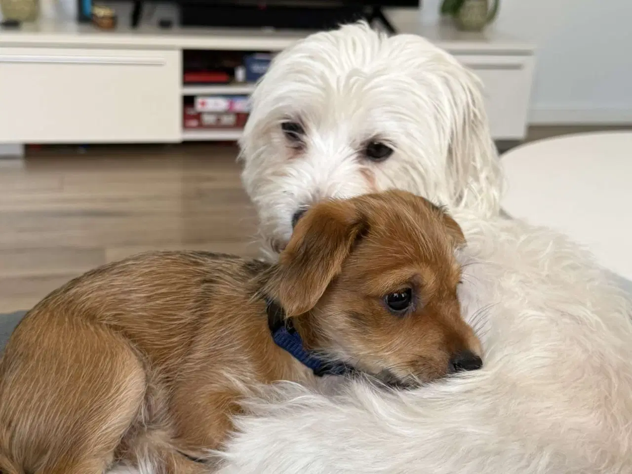 Billede 10 - Hundehvalpe 7 uger gamle få stk tilbage