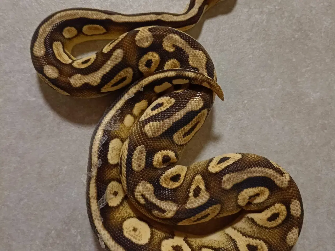 Billede 2 - 2 kongepython til salg – sælges samlet eller hver