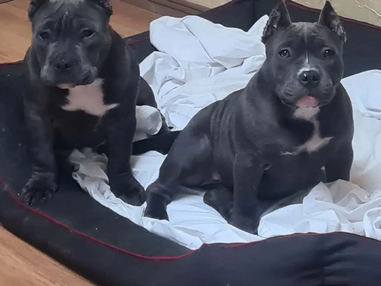 Billede 3 - American Bully Pocket abkc