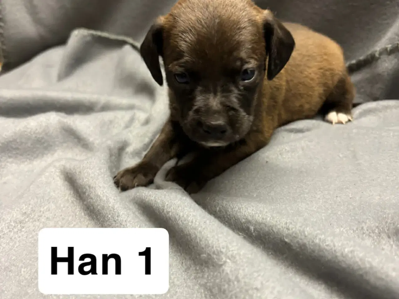 Billede 1 - D/s gårdhund blanding