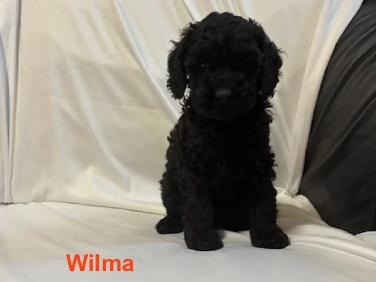 Billede 6 - Cockapoo   Hvalpe