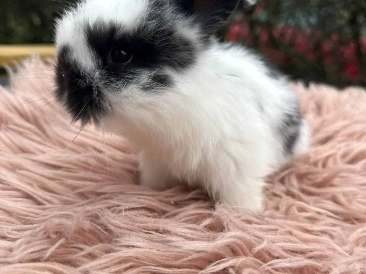 Billede 2 - Mini lop pige 