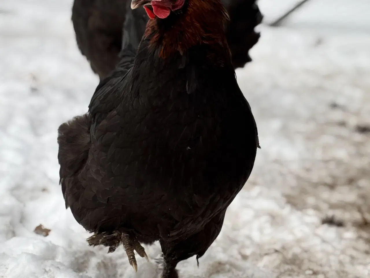 Billede 1 - Daggamle maran kyllinger