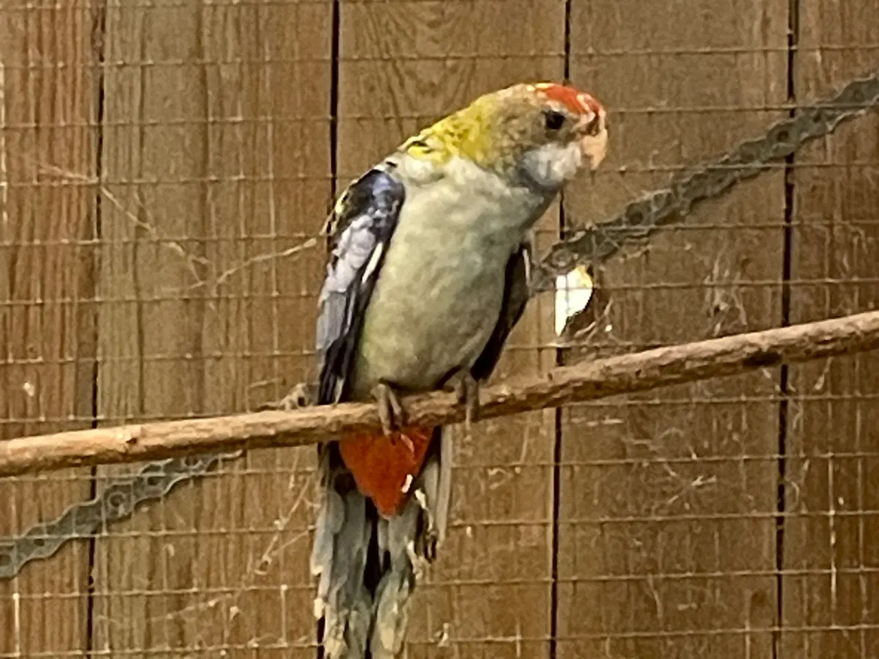 Billede 4 - Blå rosella