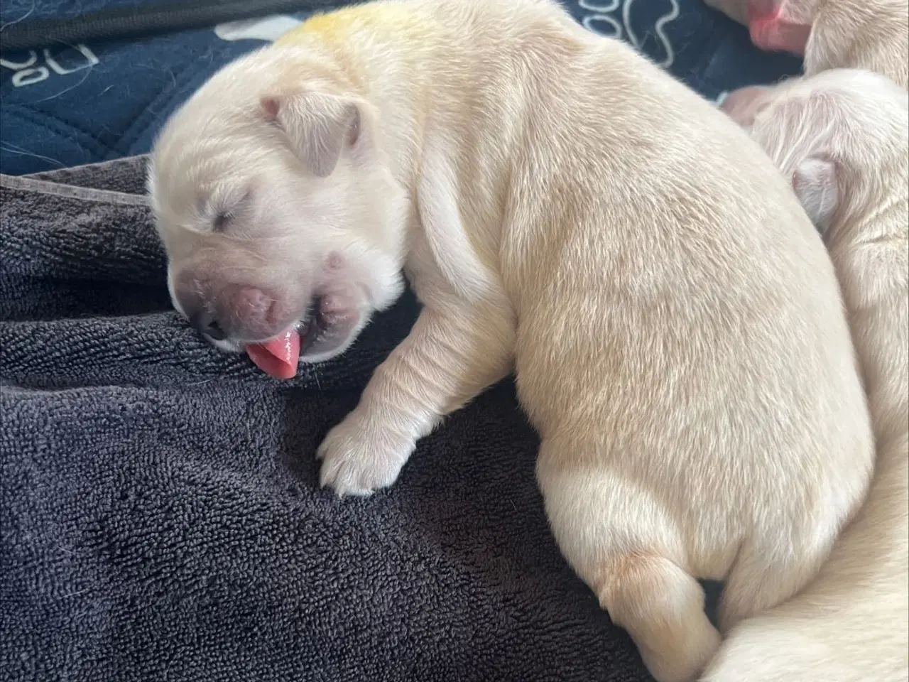 Billede 1 - Lækre ægte Golden retriever hvalpe 