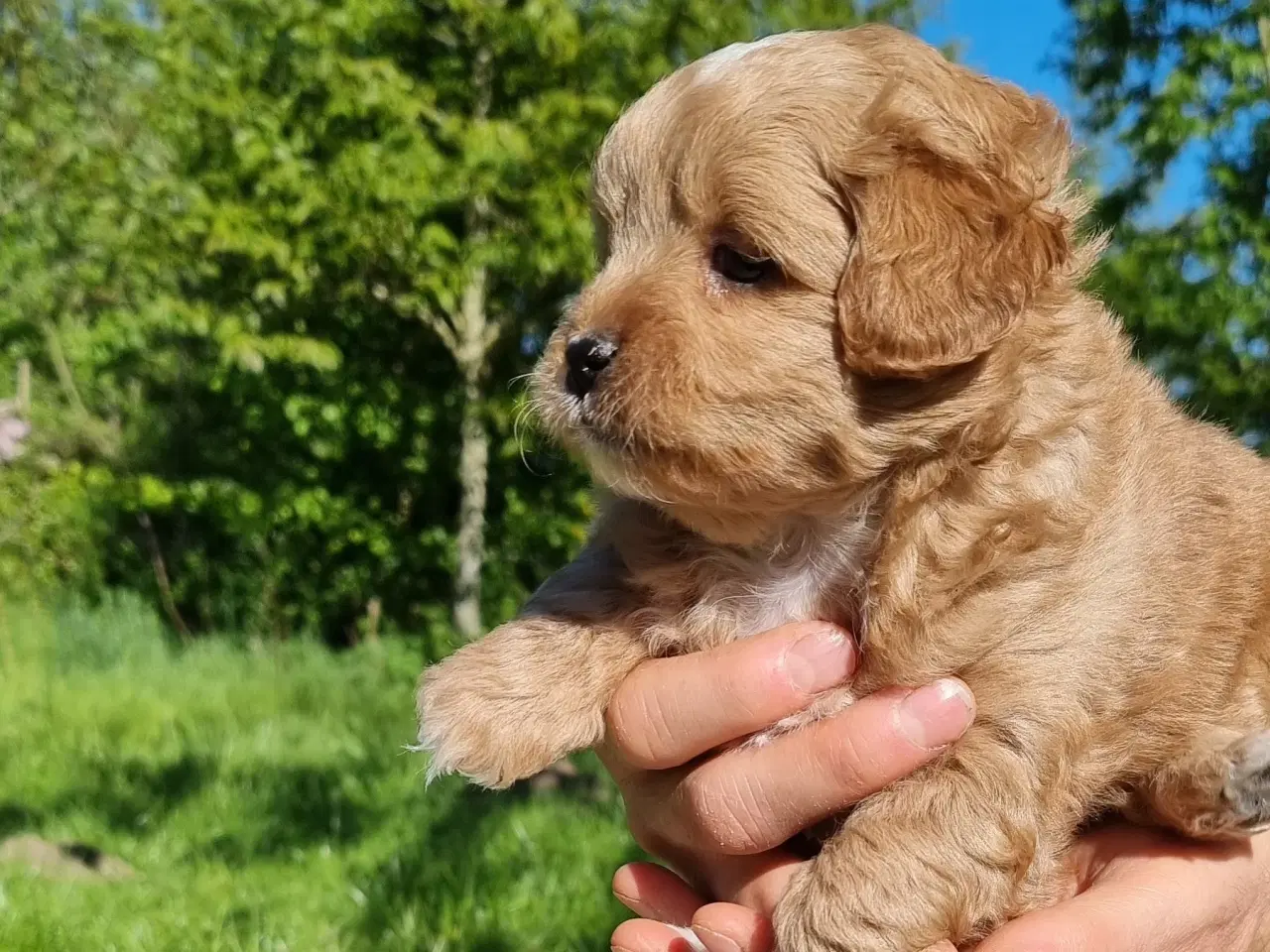Billede 2 - Boomer/Puddel hvalpe