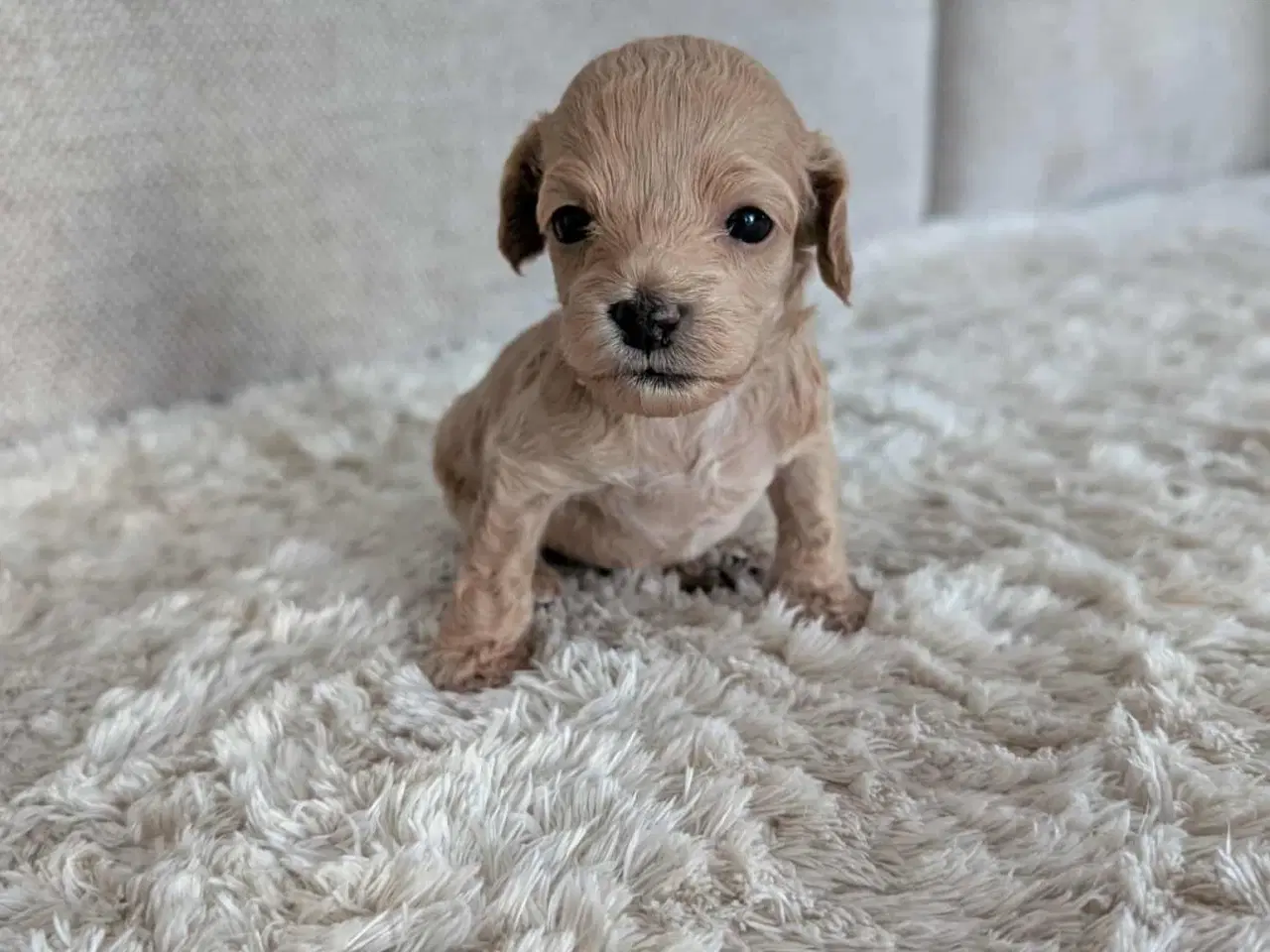 Billede 2 - Cockerpoo hvalpe 