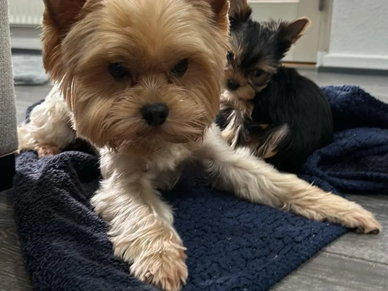 Billede 14 - Skønne Yorkshire Terrier hvalpe til salg!