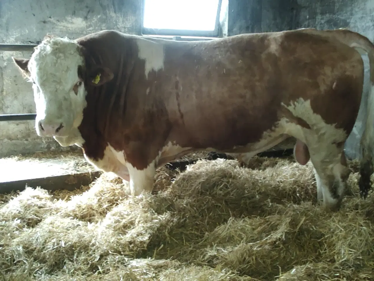 Billede 1 - Simmentaler Tyr 