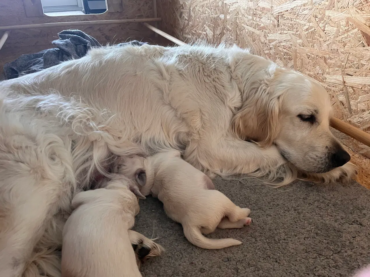 Billede 6 - Golden retriever