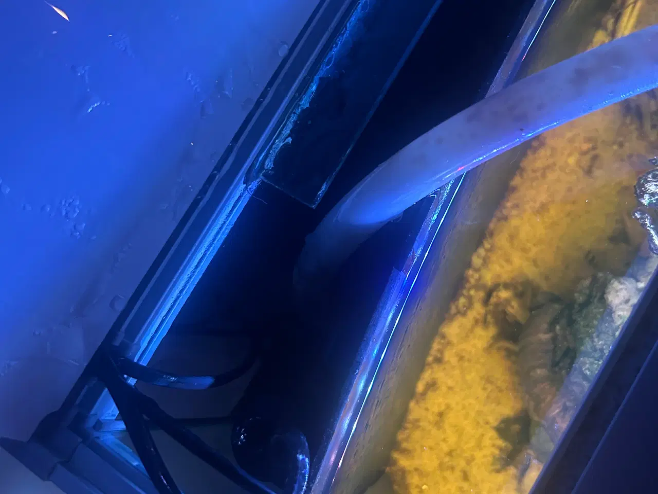 Billede 19 - Fineste akvarie + indhold sælges.