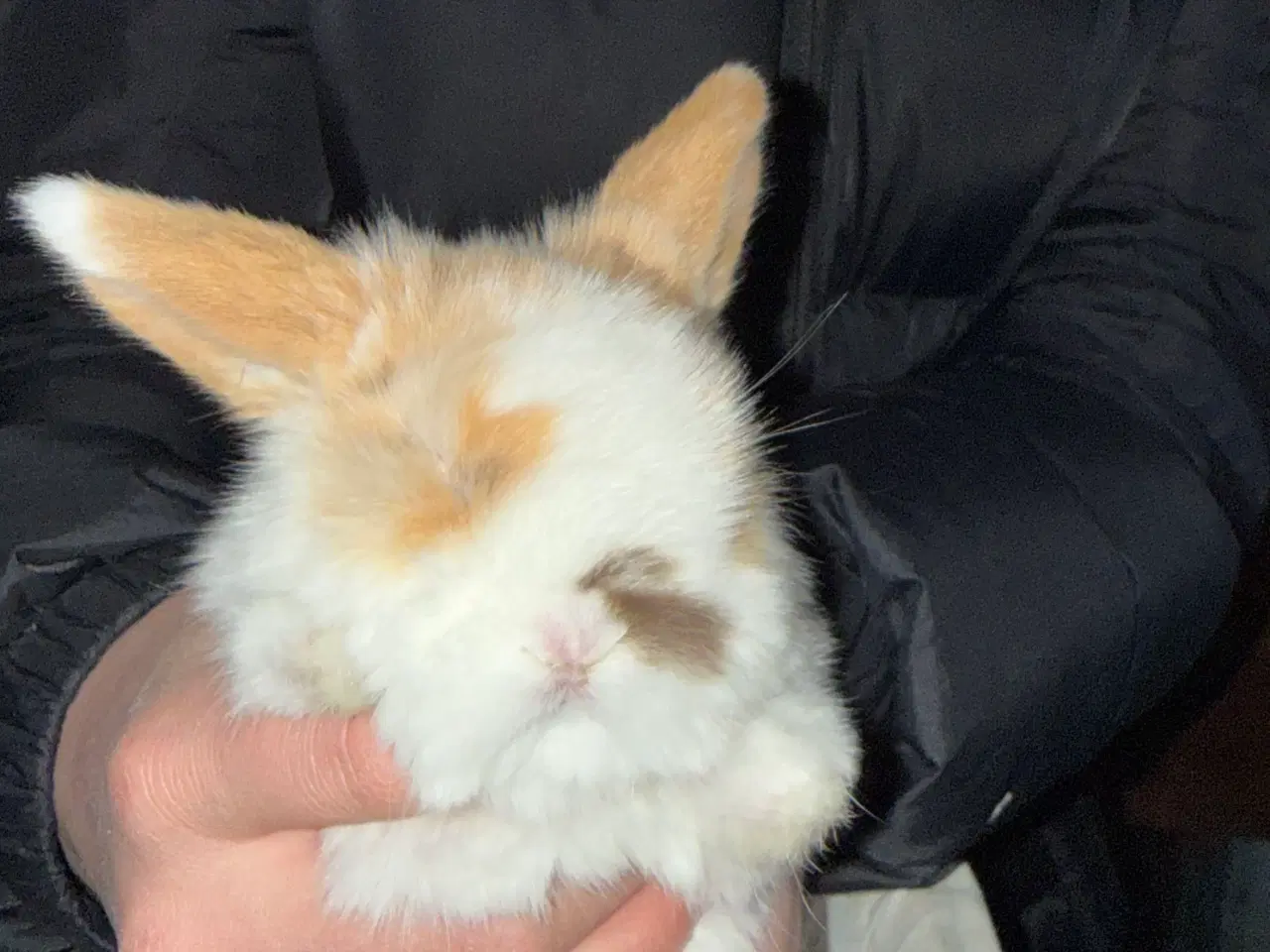 Billede 3 - Sødeste små kaninunger