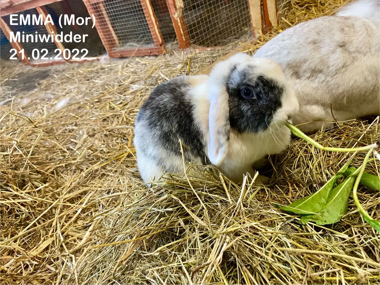 Billede 3 - Kærlige kaniner klar til nyt hjem 🐇❤️
