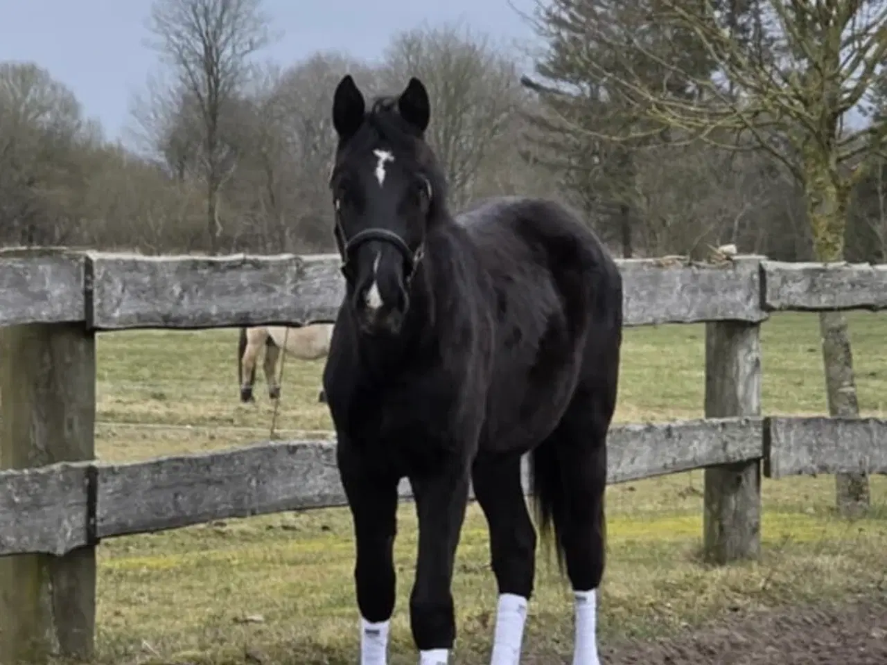 Billede 1 - Flere ungheste haves