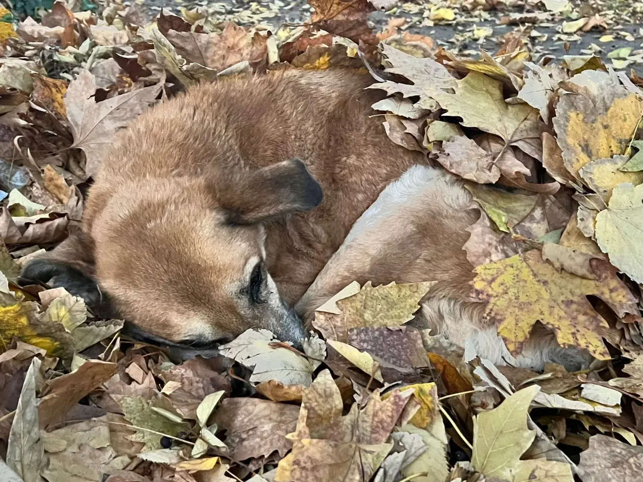 Billede 4 - Rolig hund søger roligt hjem i sin alderdom