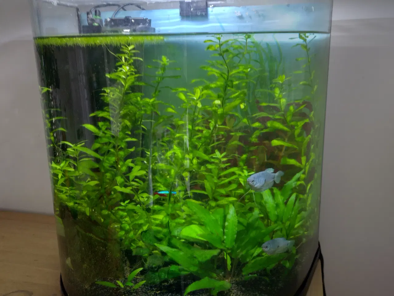 Billede 2 - Akvarie