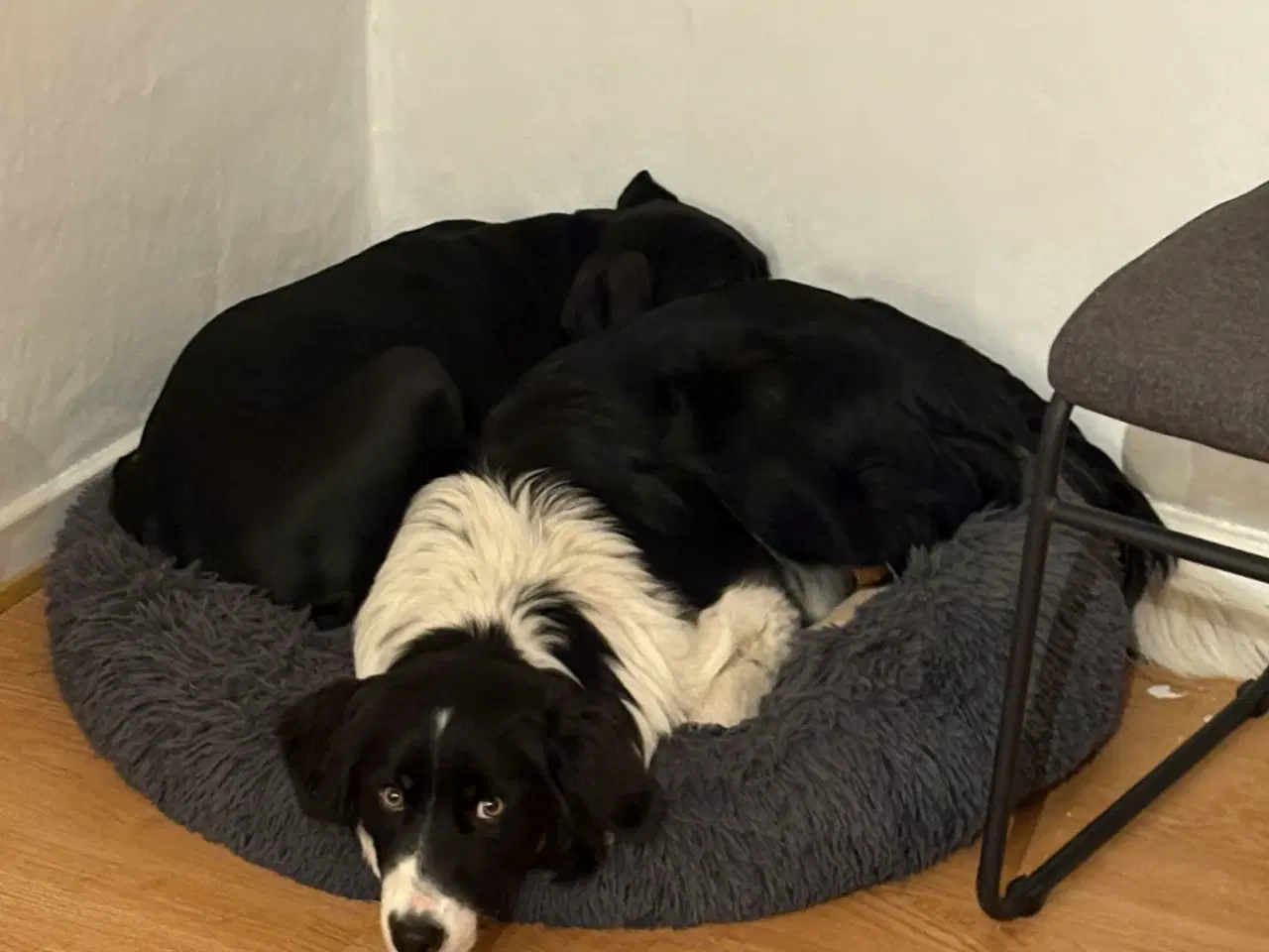 Billede 4 - Border collie