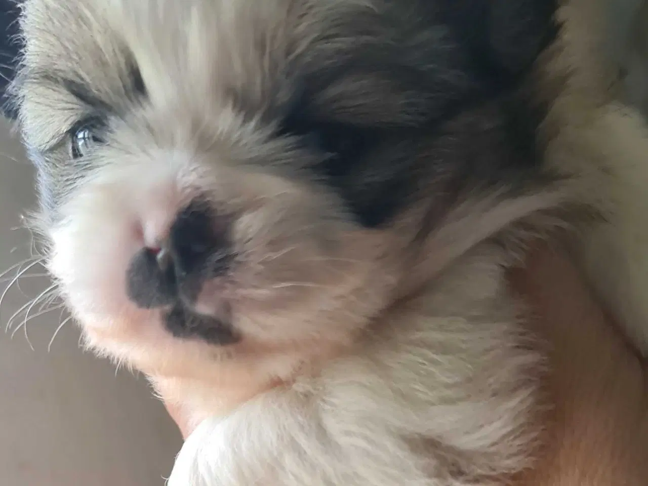 Billede 11 - Skønne blandings hvalpe 