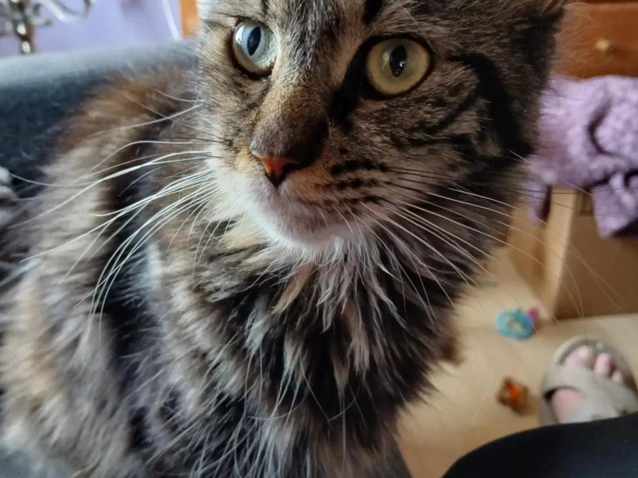 Billede 4 - Lille Maine Coon pige