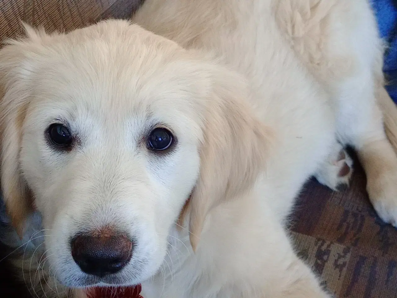 Billede 2 - Golden Retriever hvalp på 4 mdr
