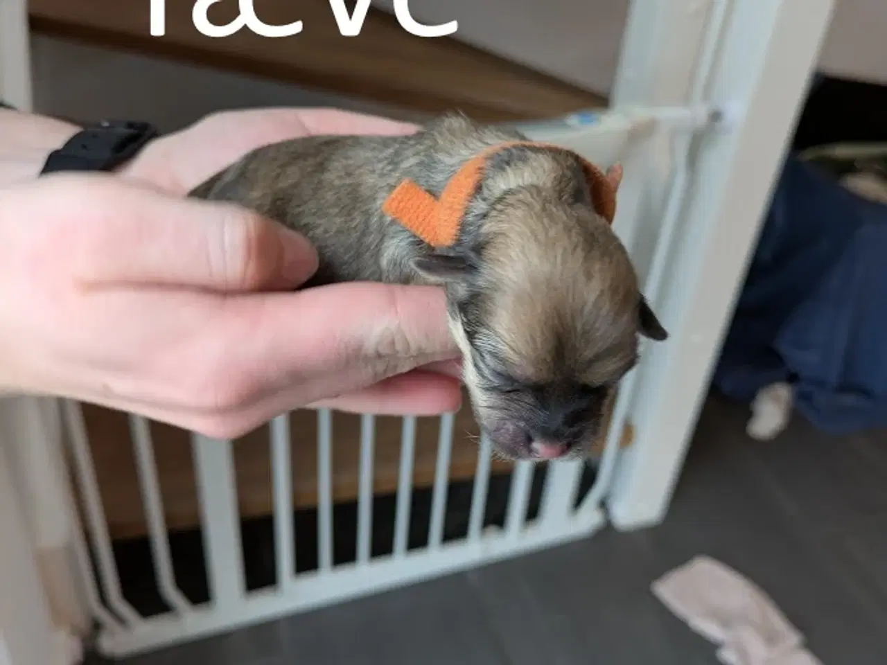 Billede 8 - Familievenlige Bomuldshund/Havanaise × Maltipoo hv