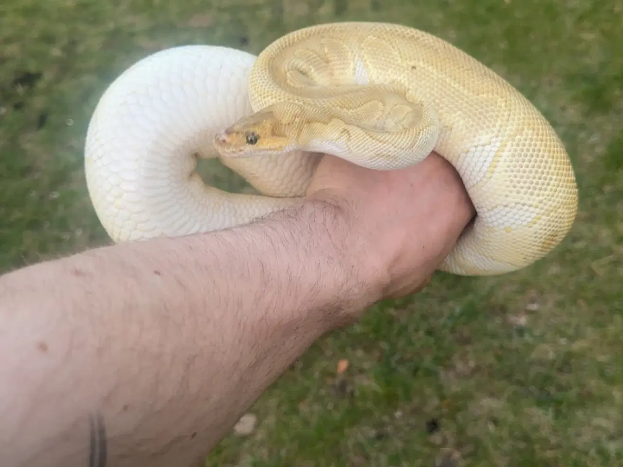 Billede 7 - Konge Python plug and play