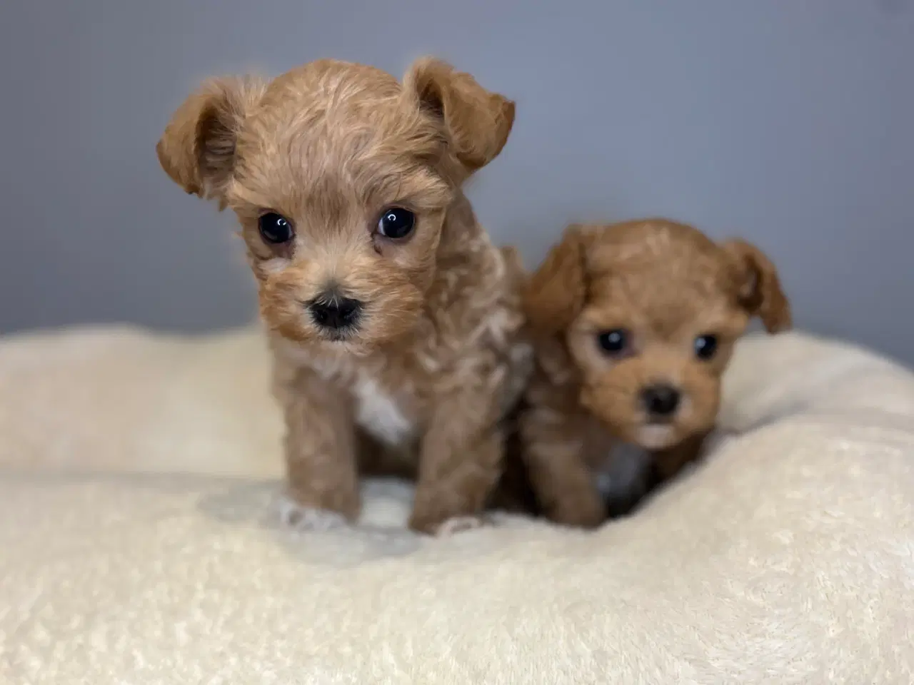 Billede 2 - Mini Maltipoo dreng