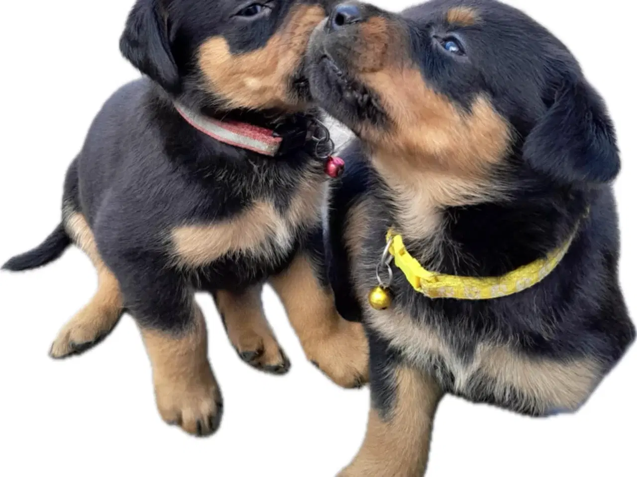 Billede 5 - Rottweiler hvalpe må rejse 20 Juni 2025