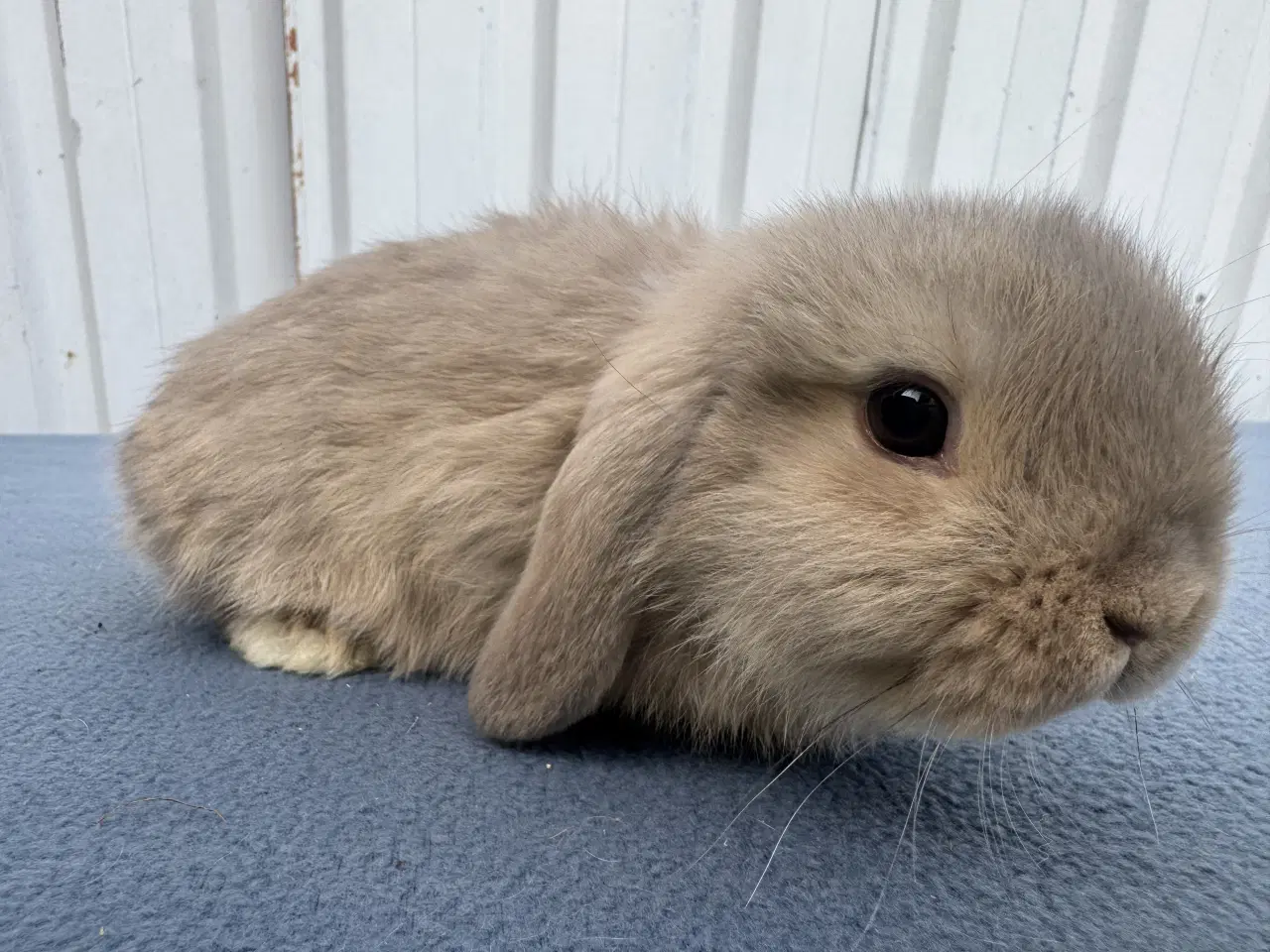 Billede 5 - Mini lop hankanin