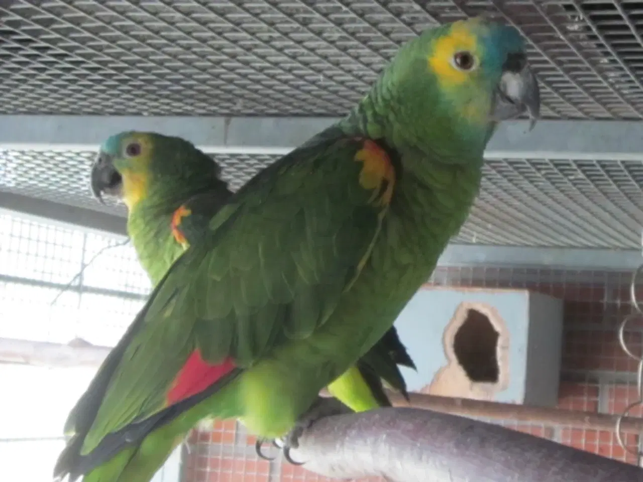 Billede 4 - Blåpandede Amazon papegøjer