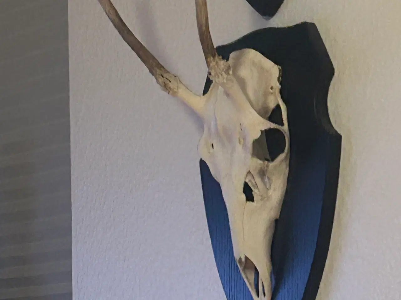 Billede 2 - Krondyr opstars