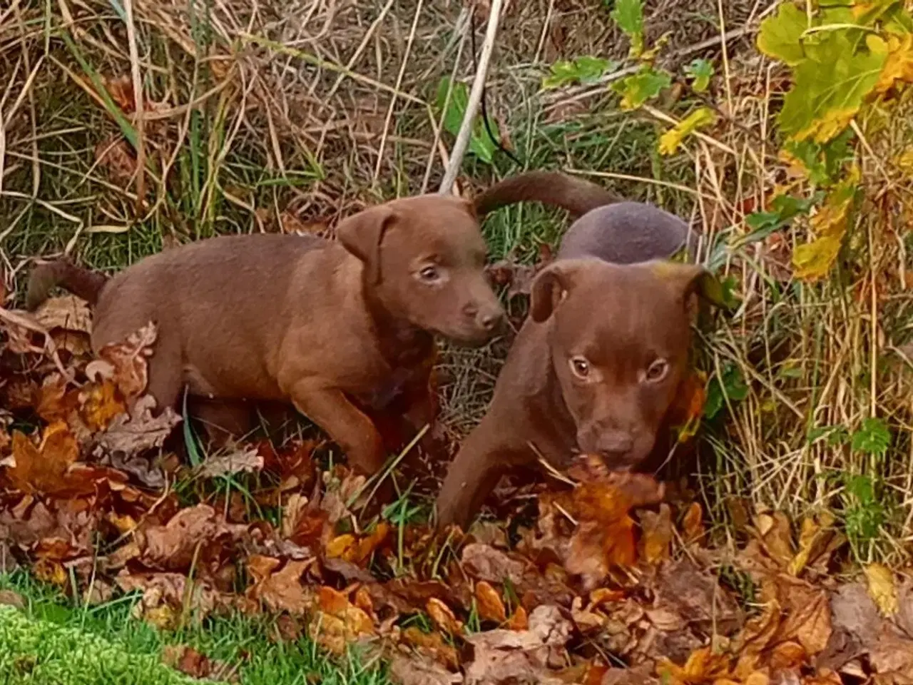 Billede 1 - Patterdale Terrier hvalpe 