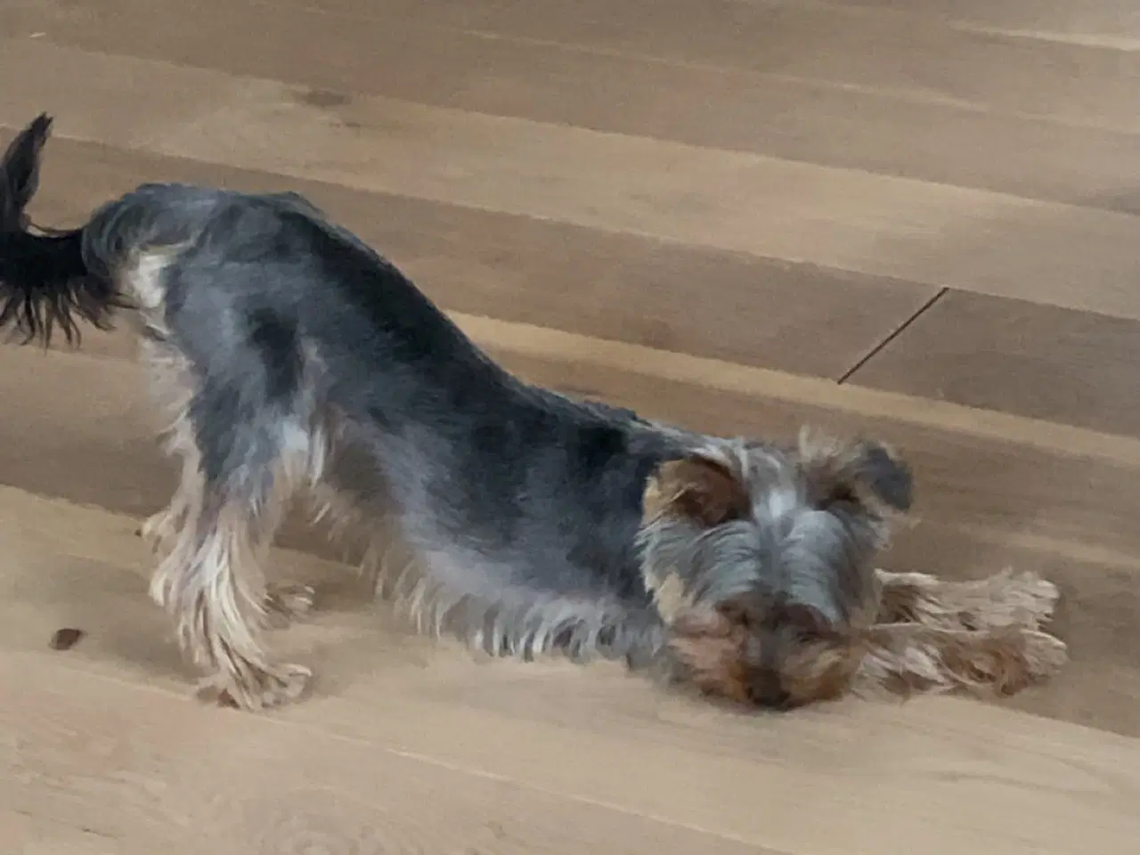 Billede 1 - Parring af yorkshire terrier 