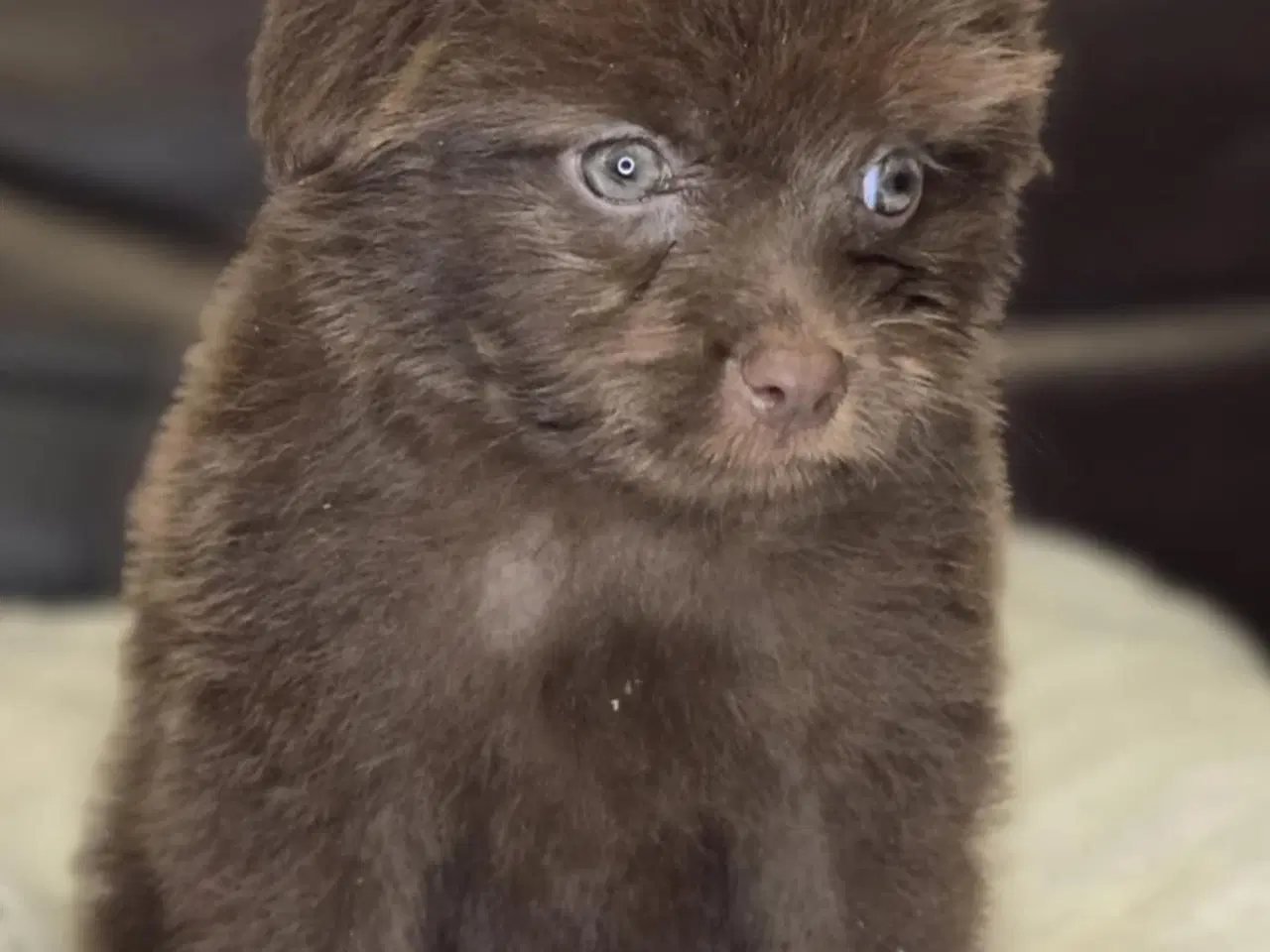 Billede 5 -  Brune Pomapoo Hvalpe