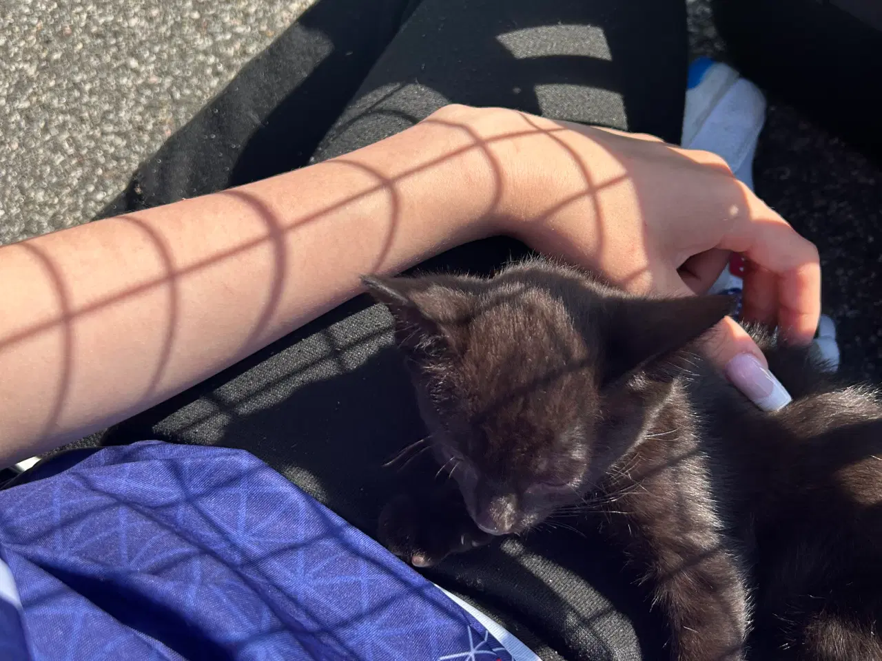 Billede 6 - Jeg skal sælge min kat da jeg ikk kan ha den mere